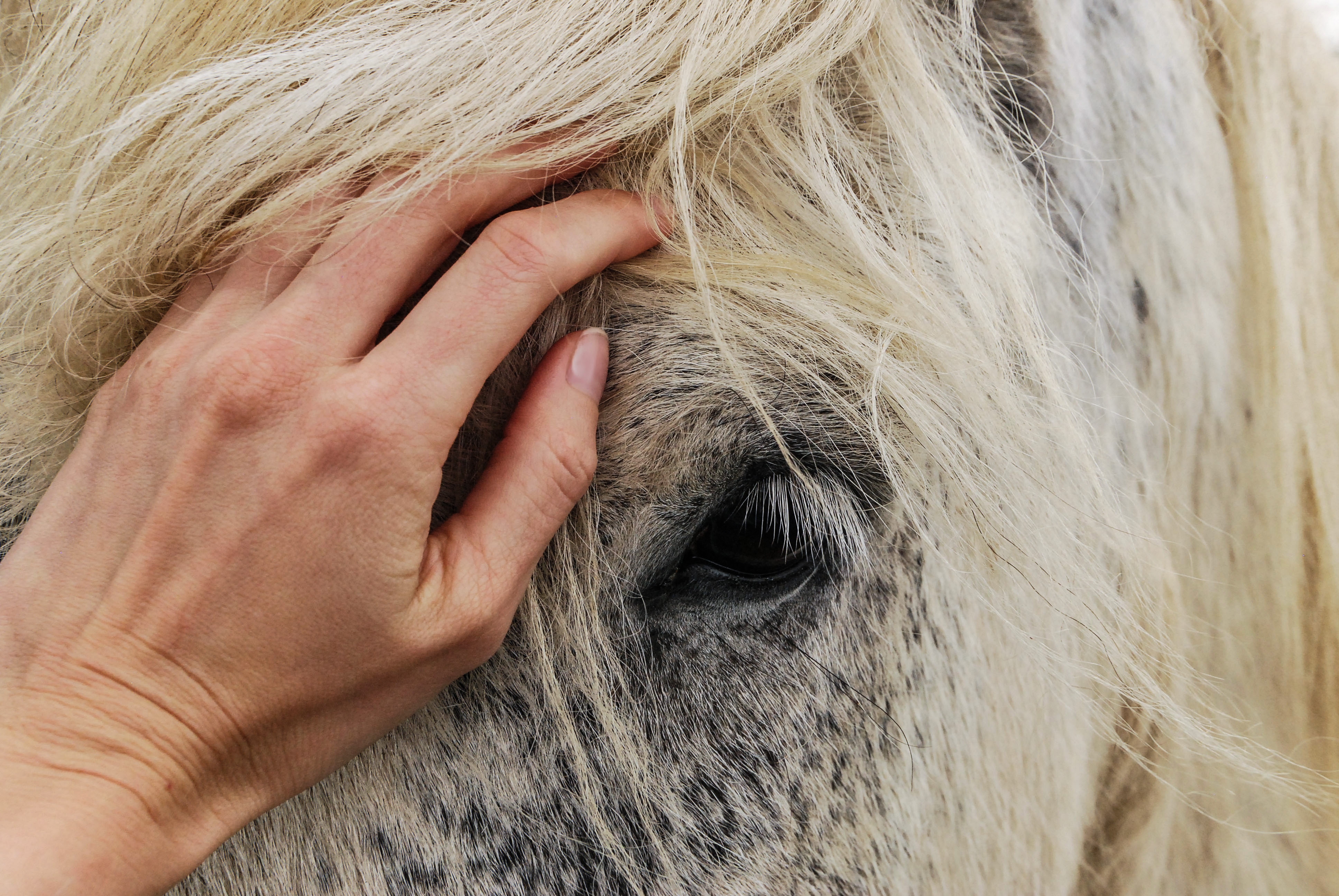 goed-doel-paarden