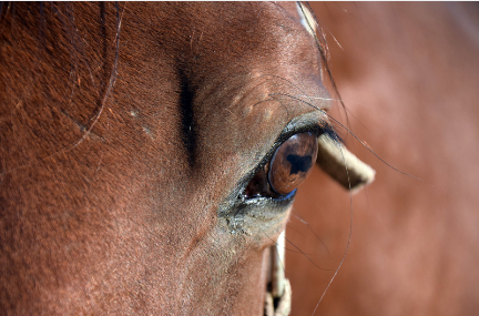 Bruin paard