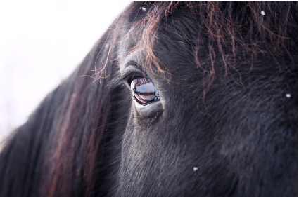 zwart-paard